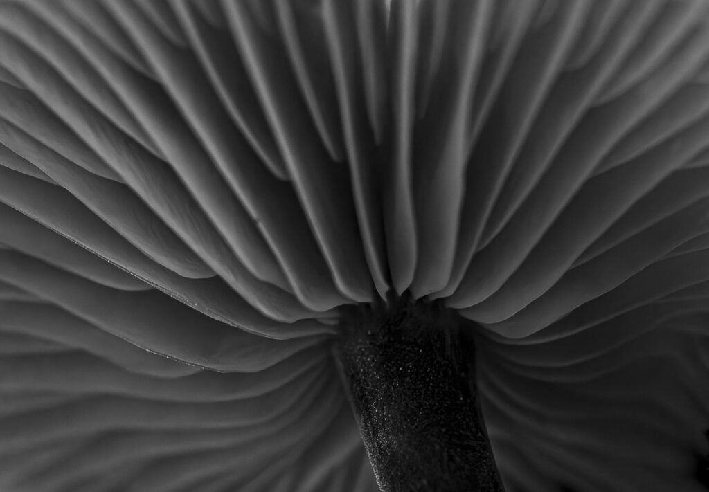 Mushroom Folds