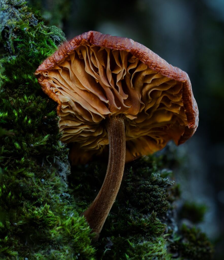 Mushroom in a Tree