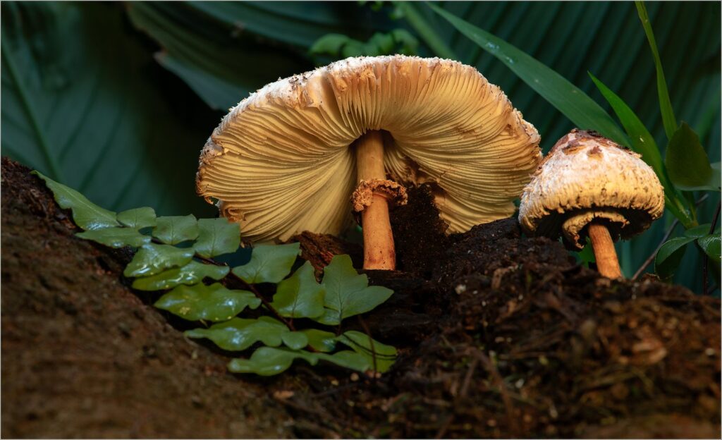 Mushrooms