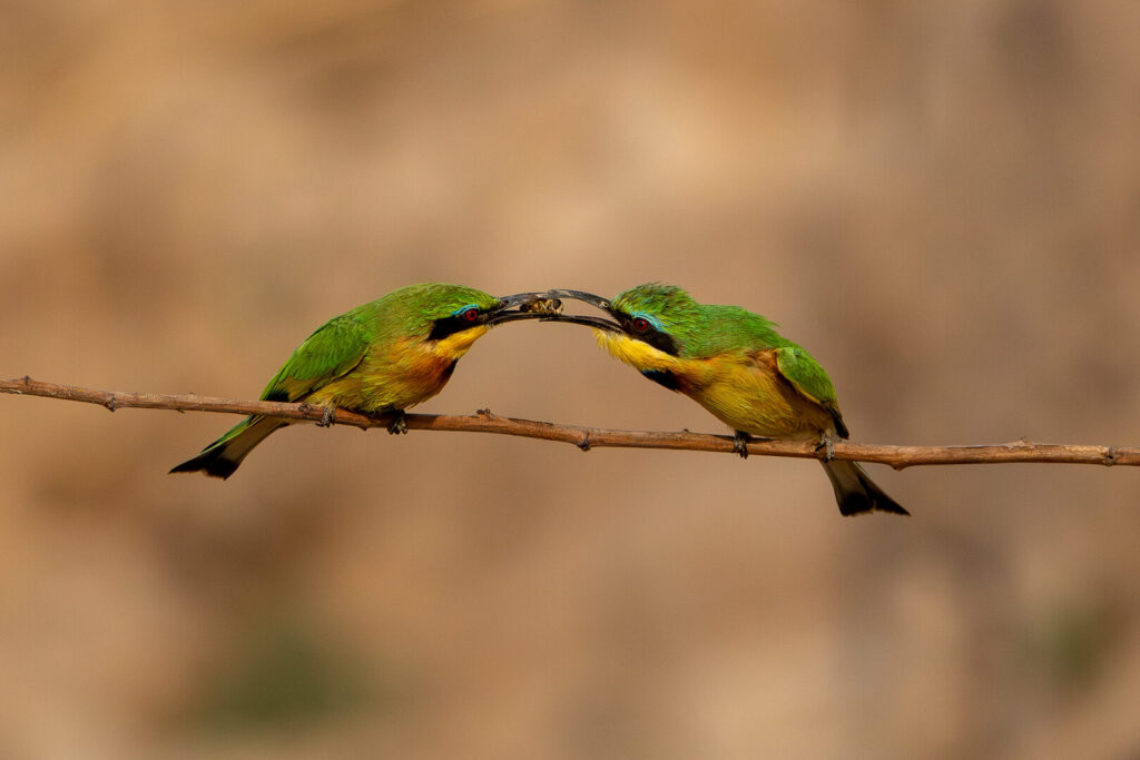 Bribing partner, Tielman de Villiers