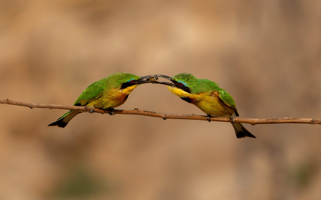 Bribing partner, Tielman de Villiers