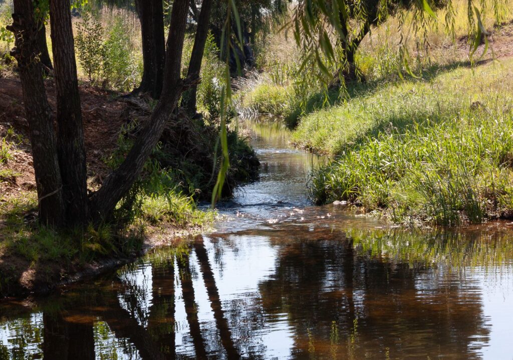 Natures Mirror