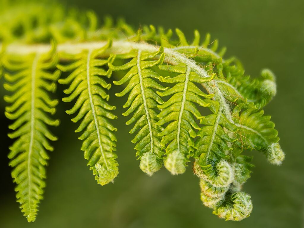 New Growth