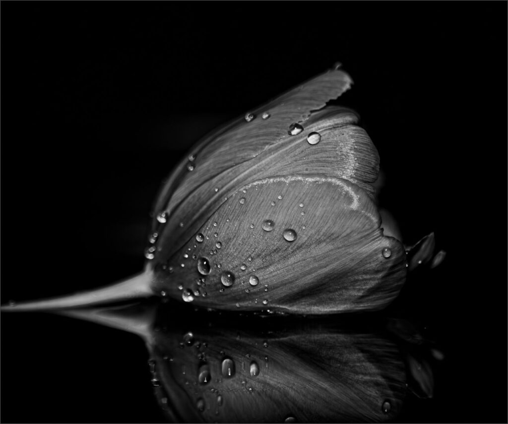 Nocturne Tulip