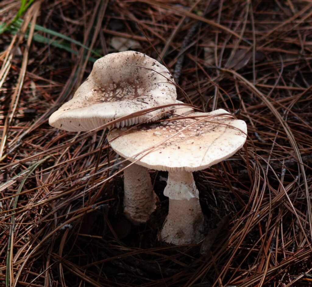 Ntures Umbrellas