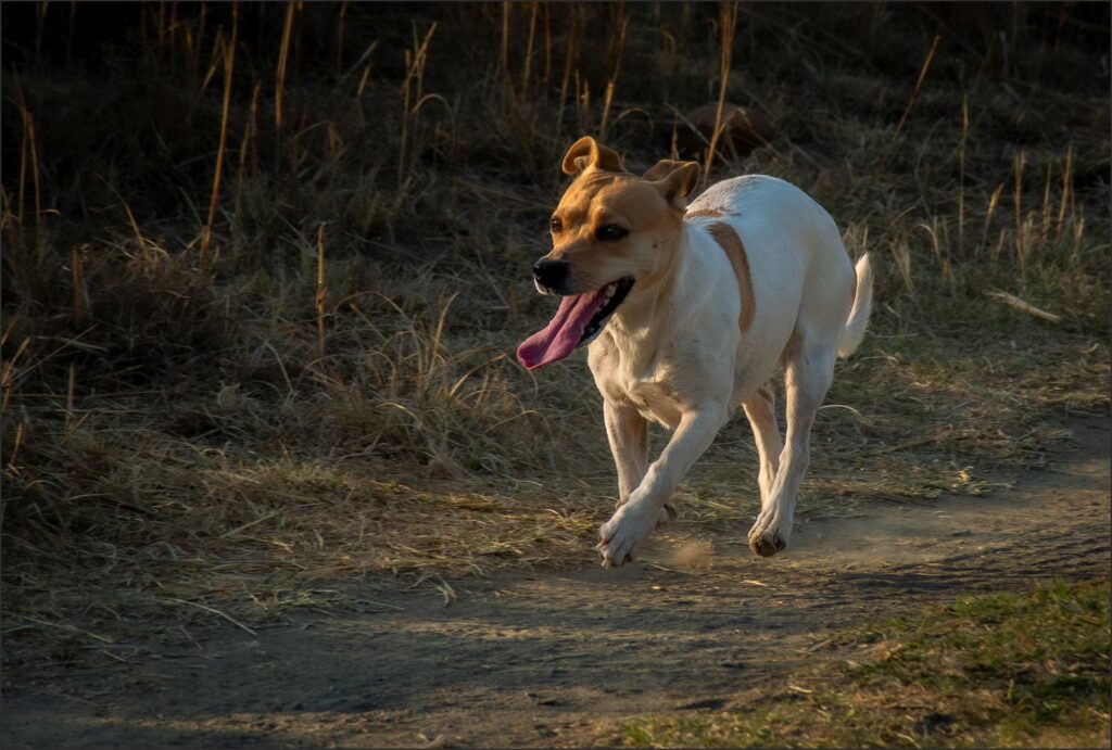 On the Run