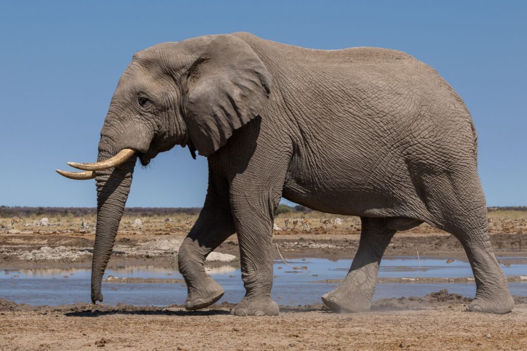 Oom Olifant Fatman