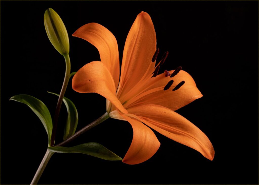 Orange Model