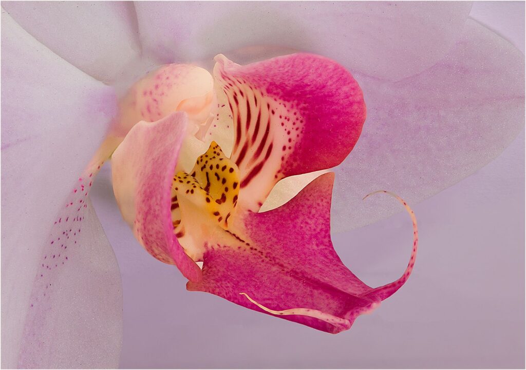 Orchid Bloom