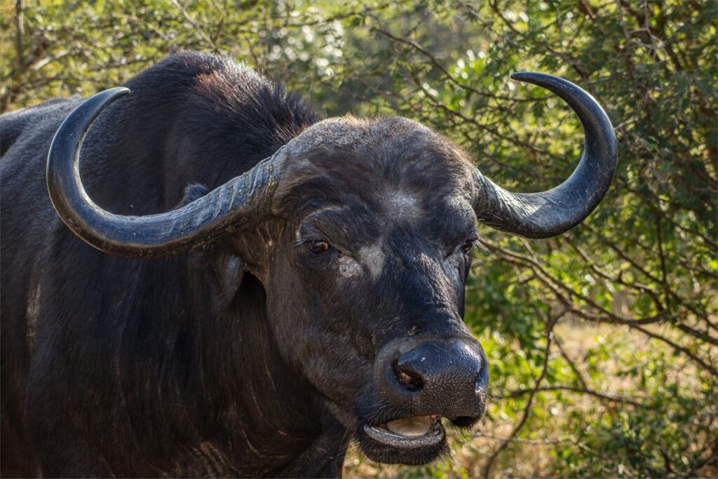 Ou Buffel