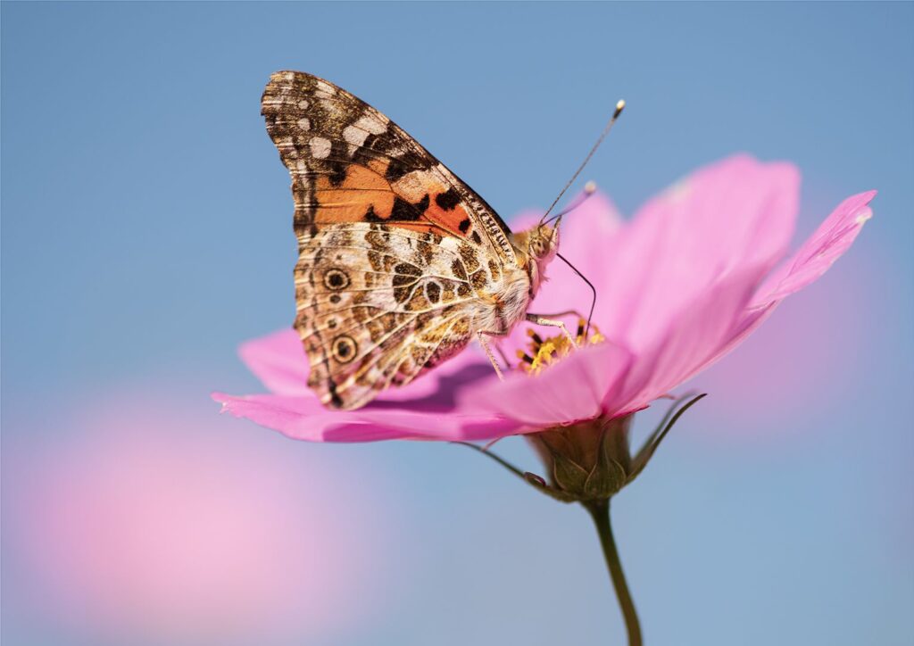 Painted Lady