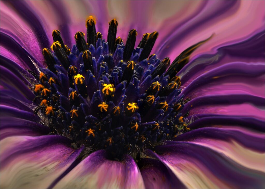 Painted daisy