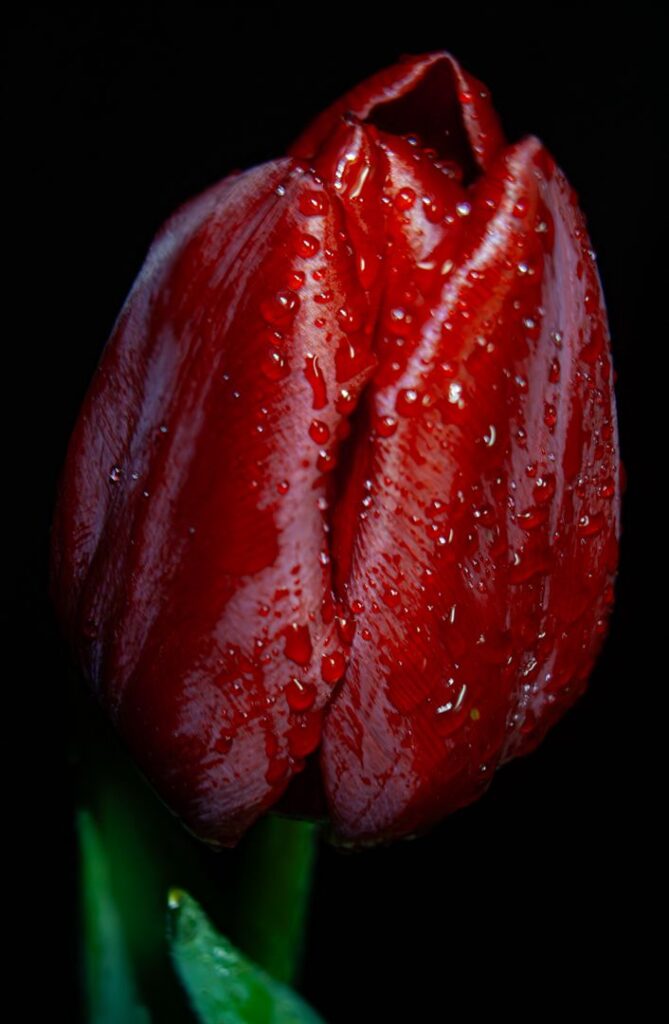 Petals of Light