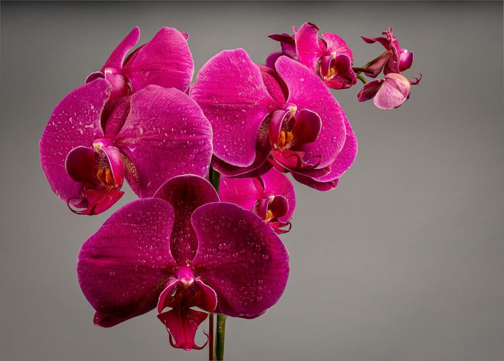 Phalaenopsis