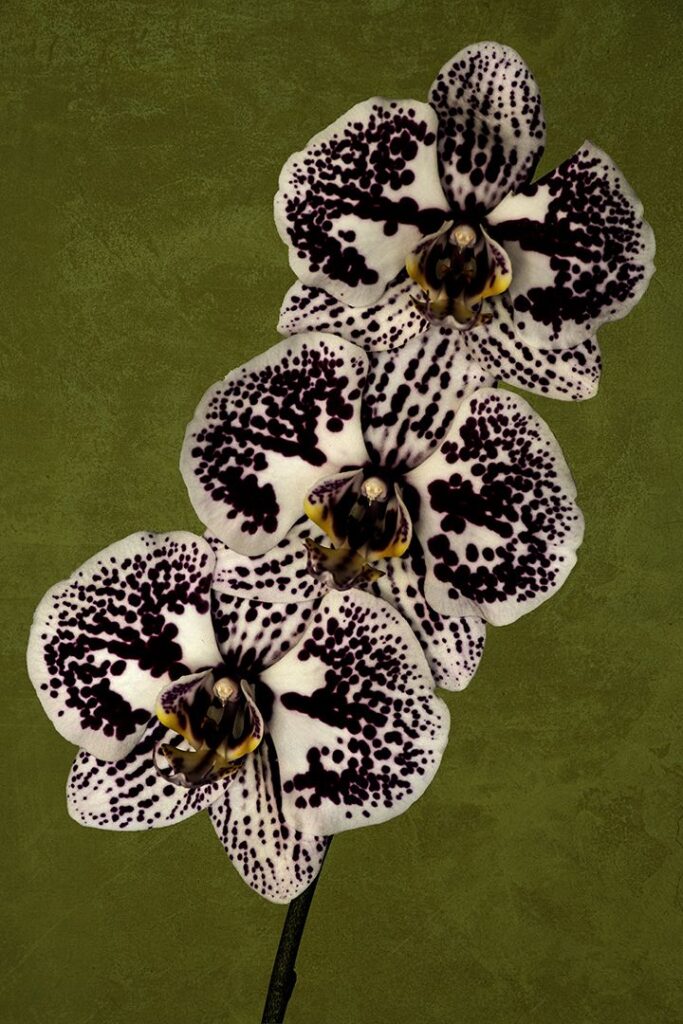 Phalaenopsis Orchid