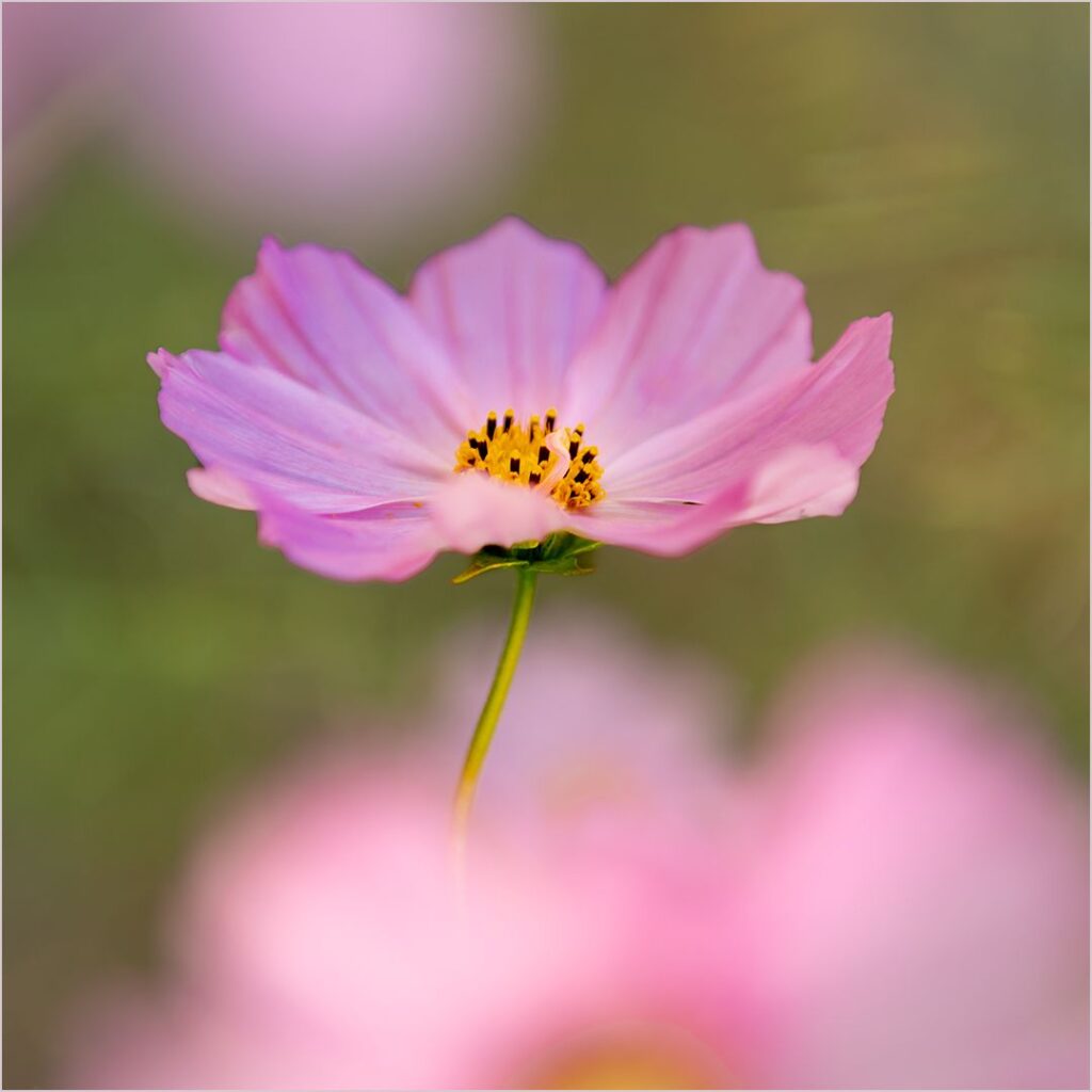 Pink Cosmos