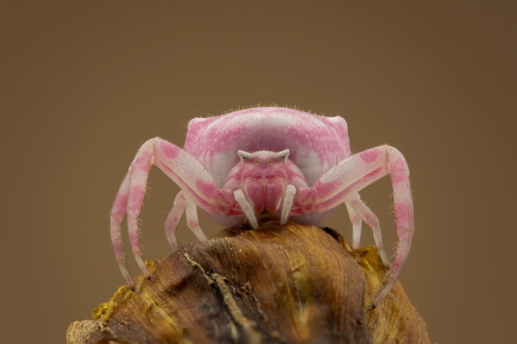 Pink Crab