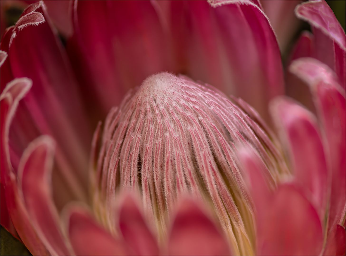 Shallow Depth of Field