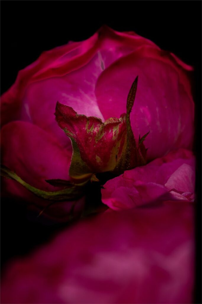 Pink and Green