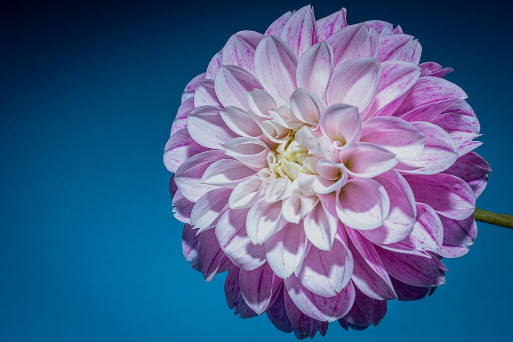 Pink and blue