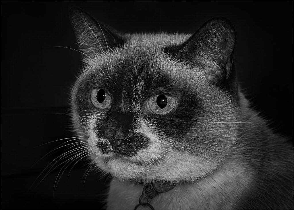 Pixie-siamese