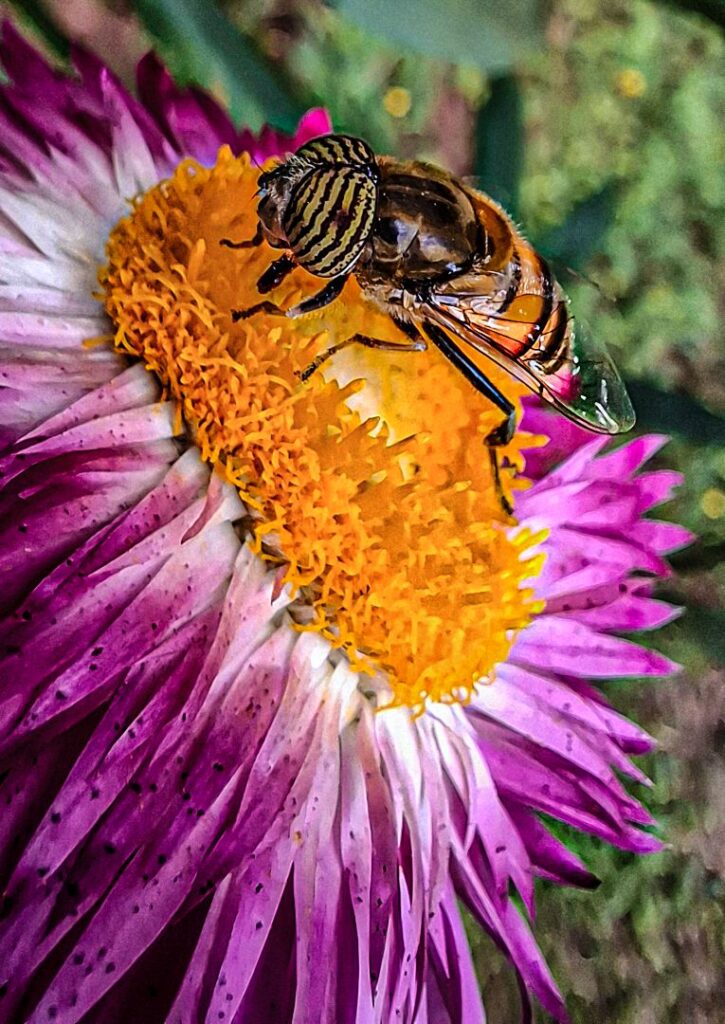 Power of a Flower
