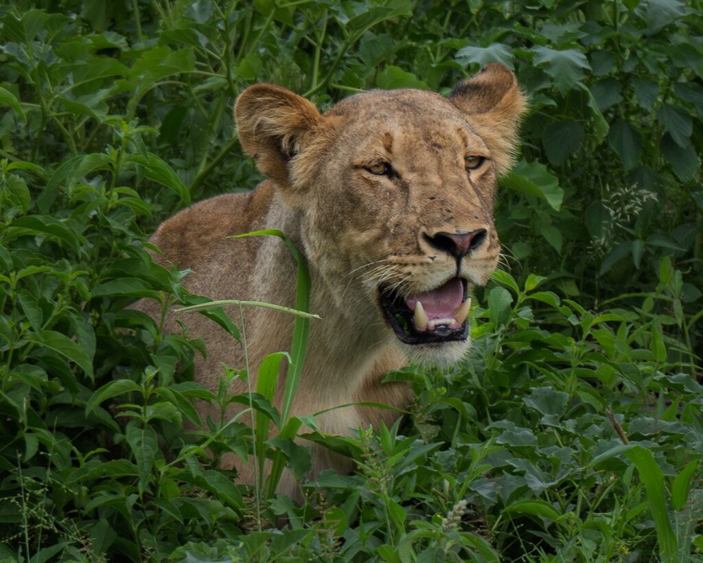 Predator in waiting