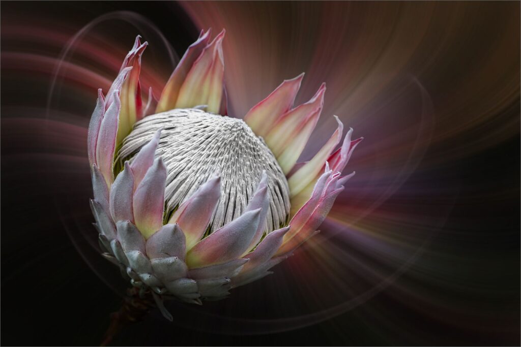 Protea