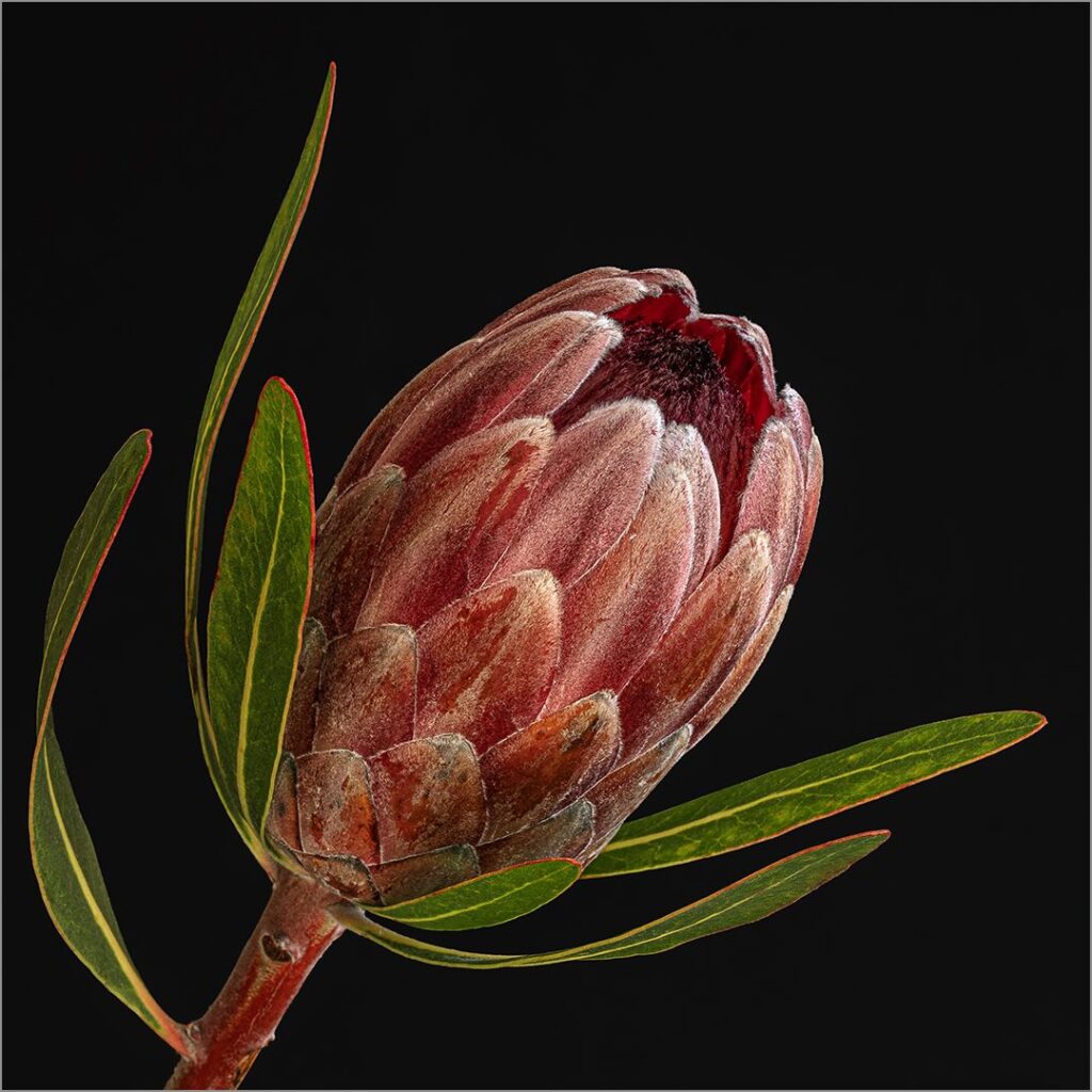 Protea