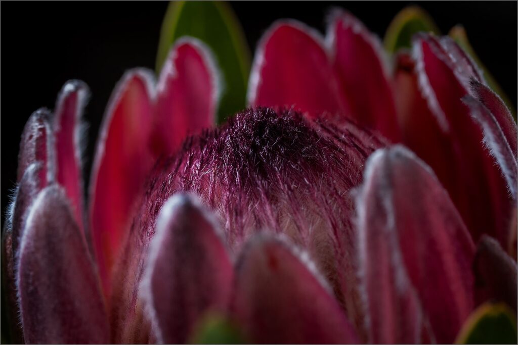 Protea