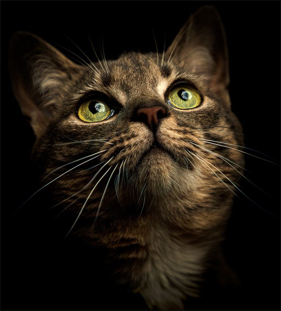 Purrsonality
