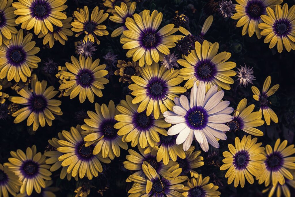Pushing Daisies
