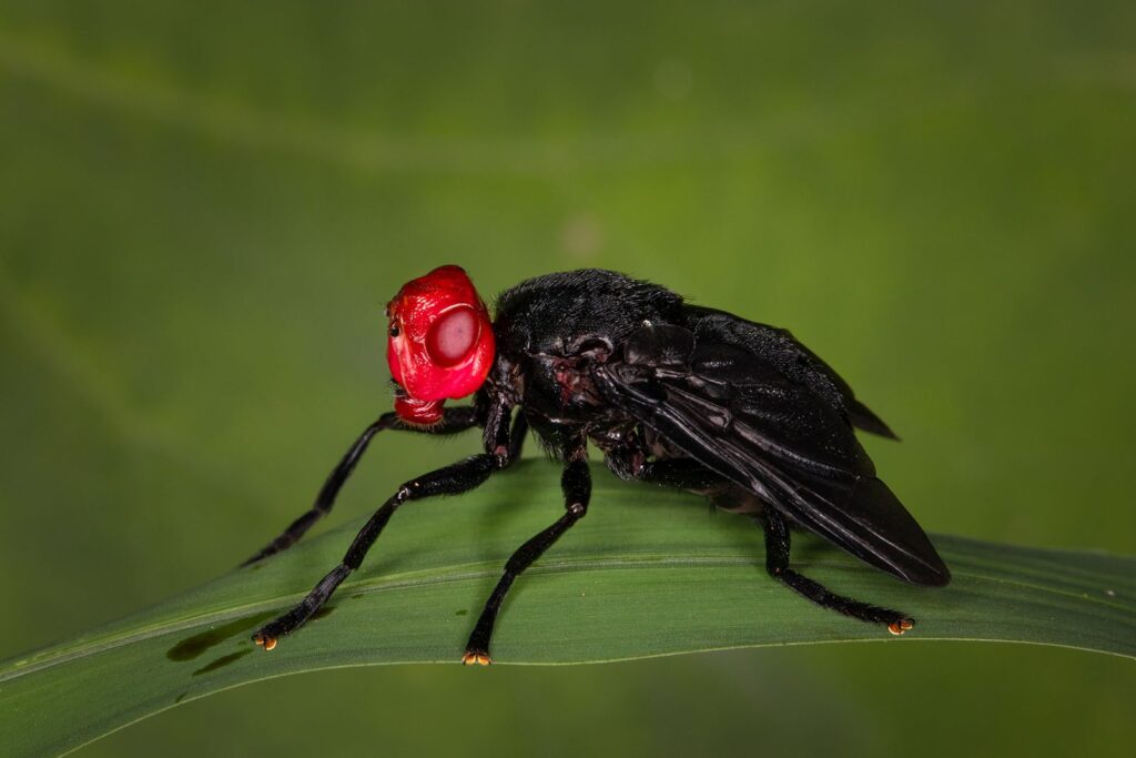 Redhead Fly