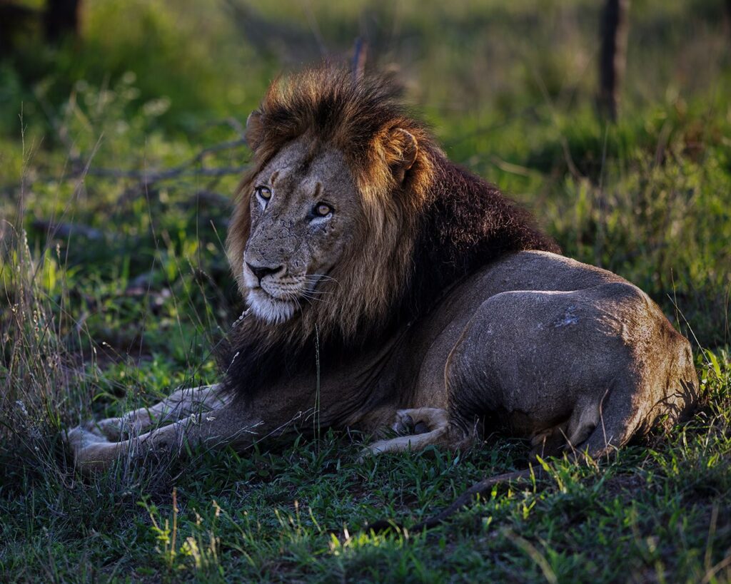 Relaxing at Dusk