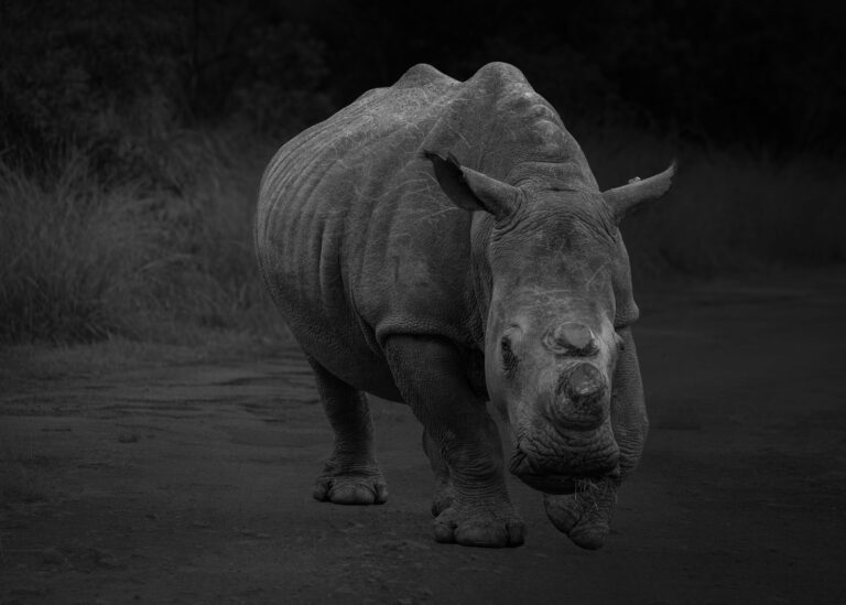 Rhino Bw, Jeanette Smith