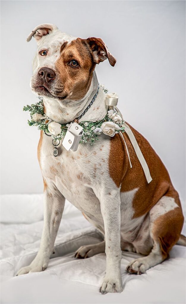 Ring Bearer