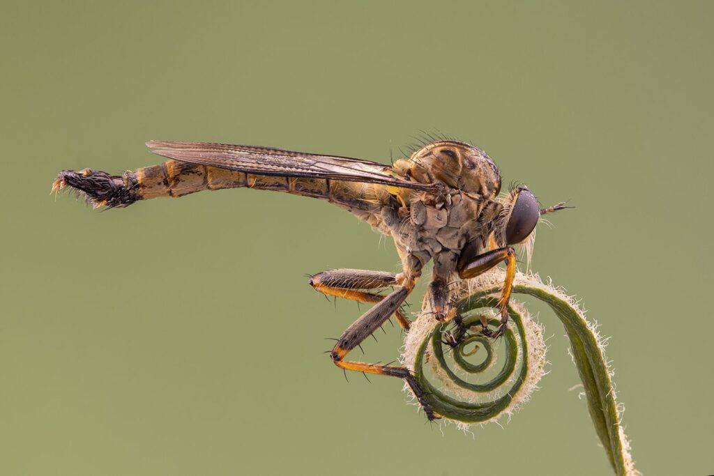 Robberfly on Curly Perch