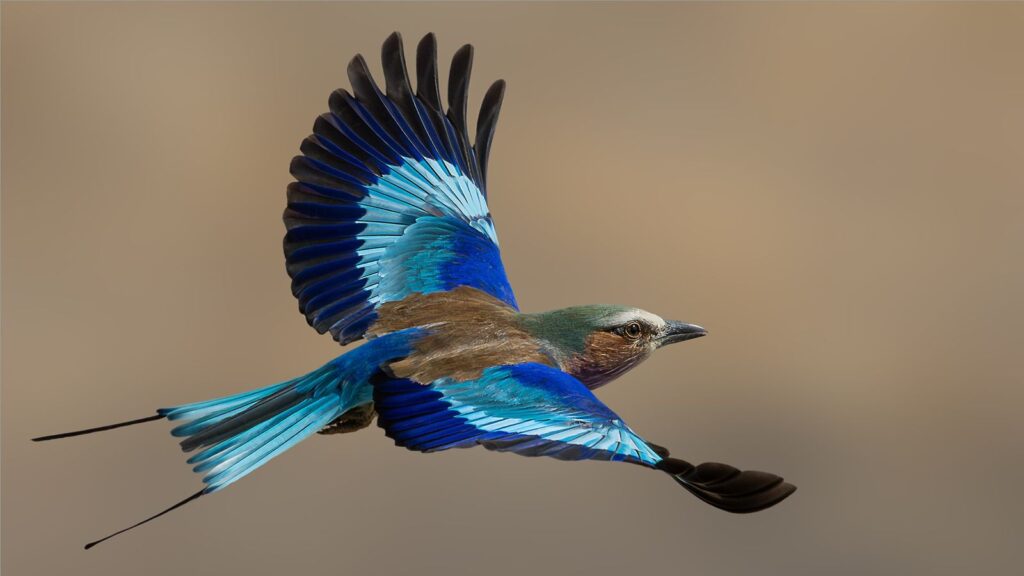 Roller in Flight