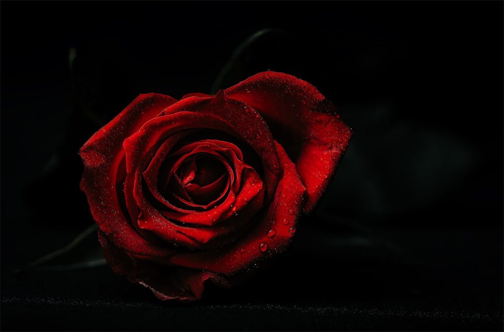 Rose Drops