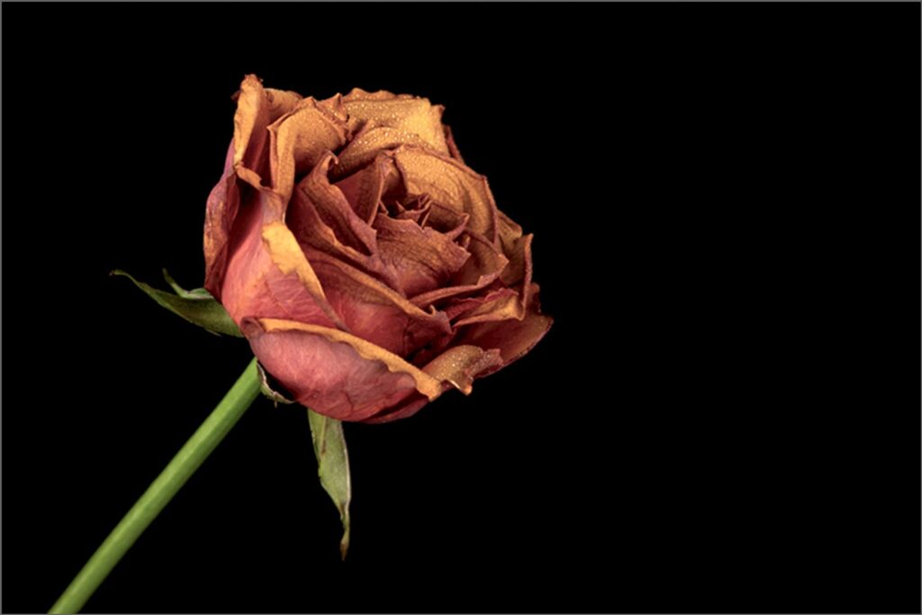 Rose19725
