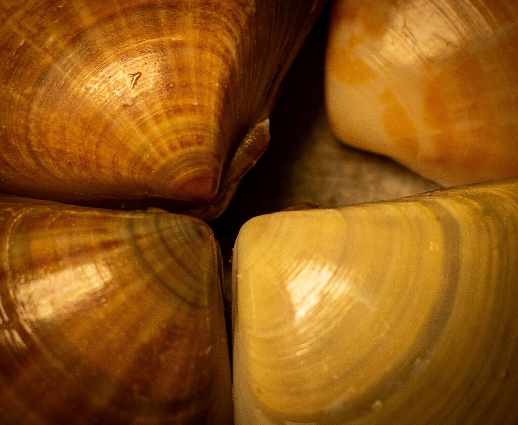 Sea Shells