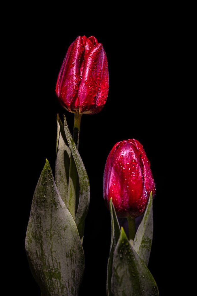 Shadow Tulips