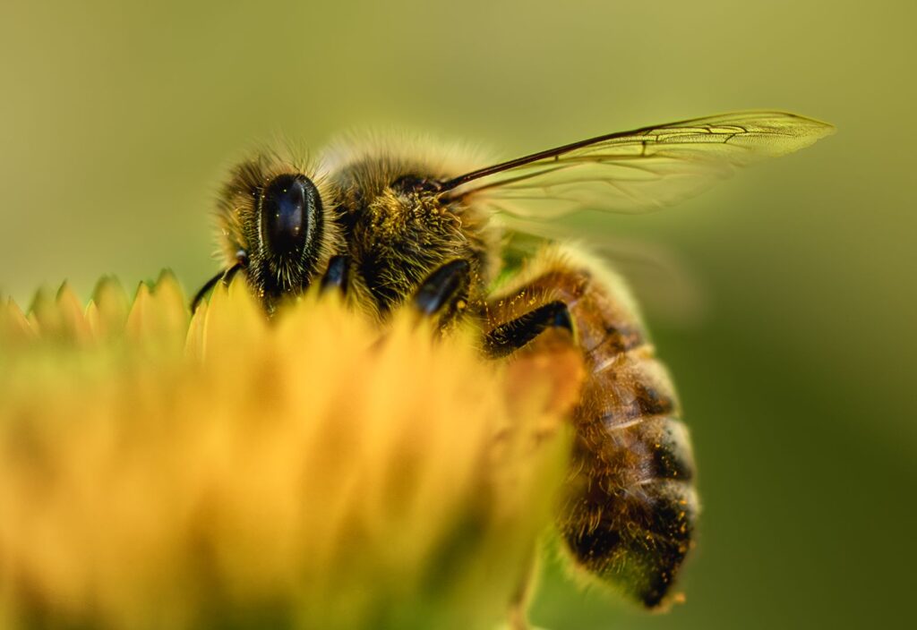 Shy Bee