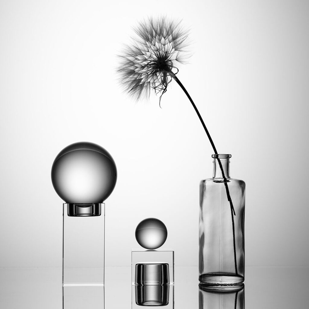Silhouette glass Dandelion