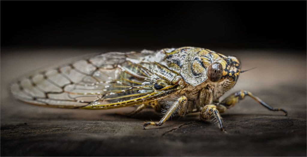 Sonbesie or Cicada
