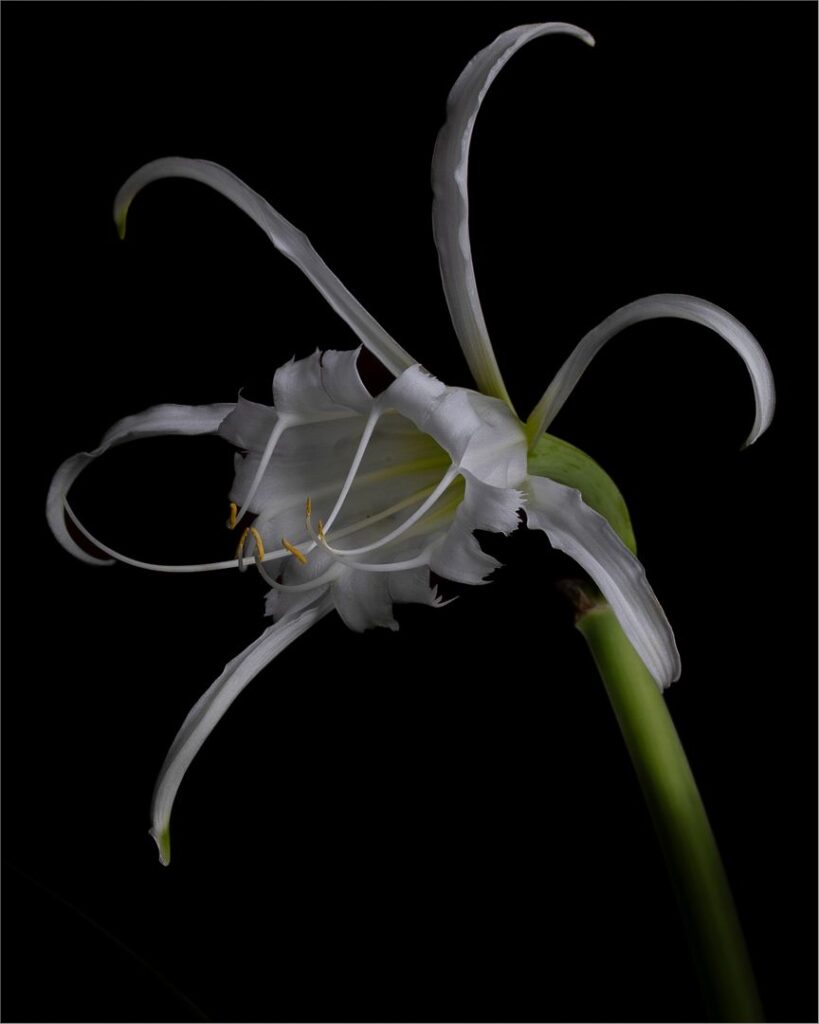Spider Lilly