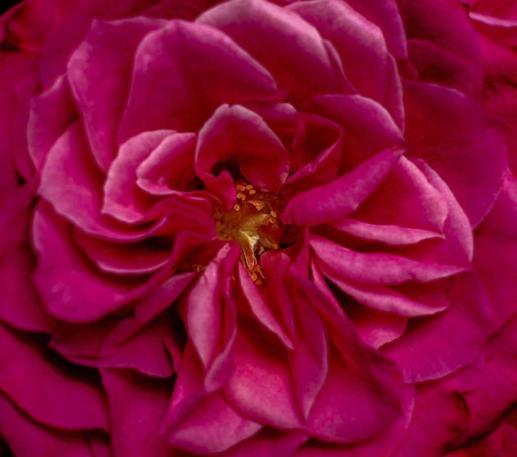 Spiral Petals