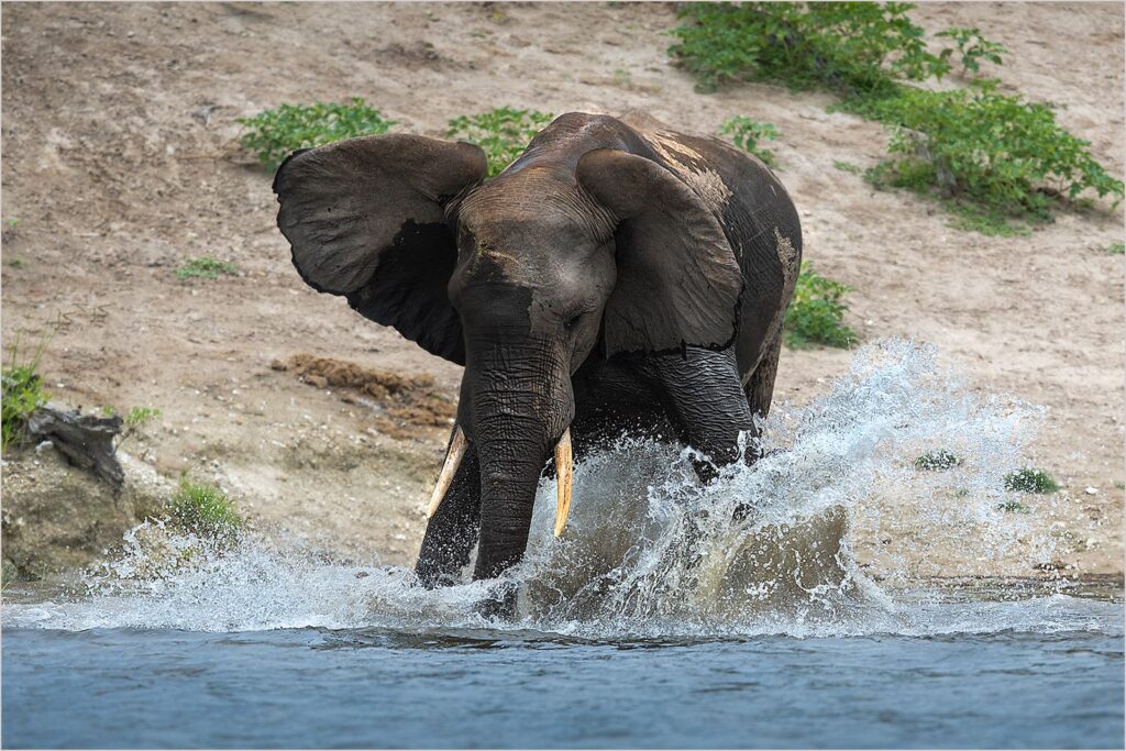 Splish Splash I was taking a bath
