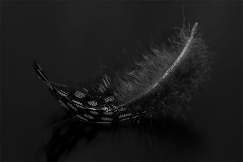 Spotted Feather