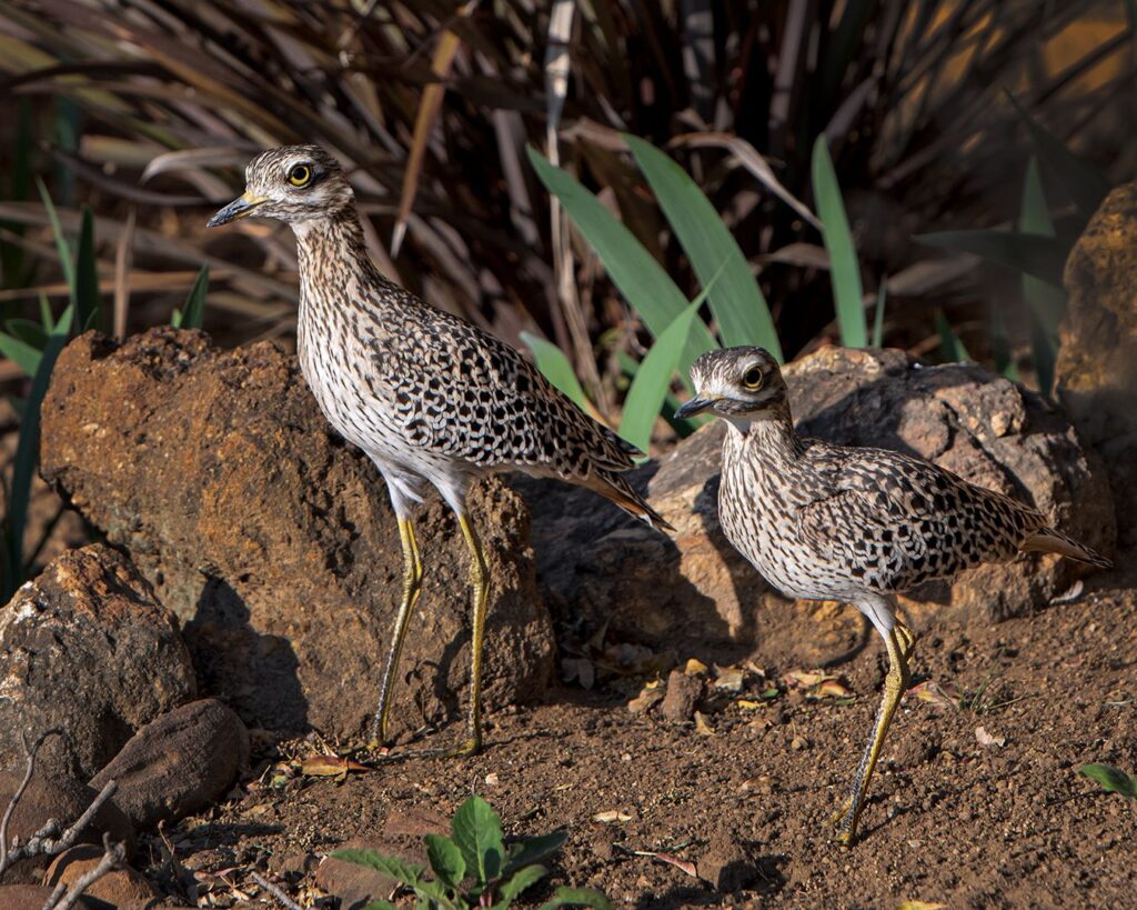 Spotted thick knee